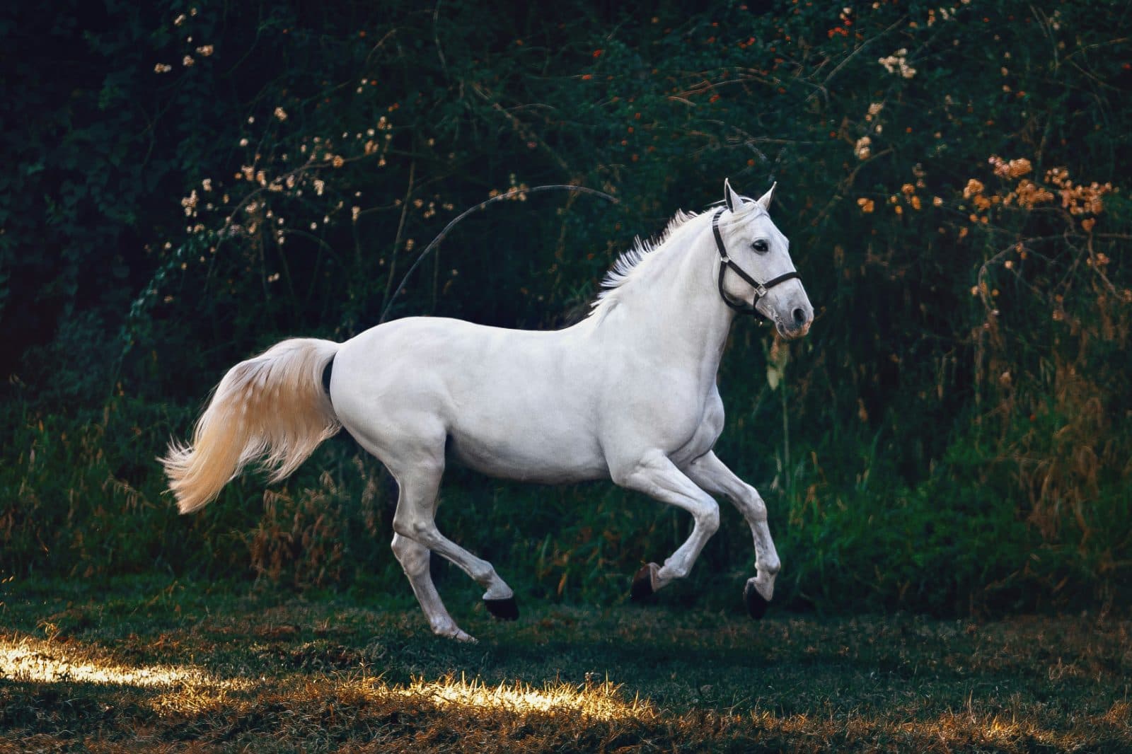 A metáfora mental do cavalo e do cavaleiro