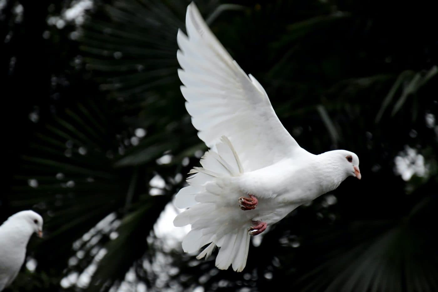 Conto infantil: Uma história de paz