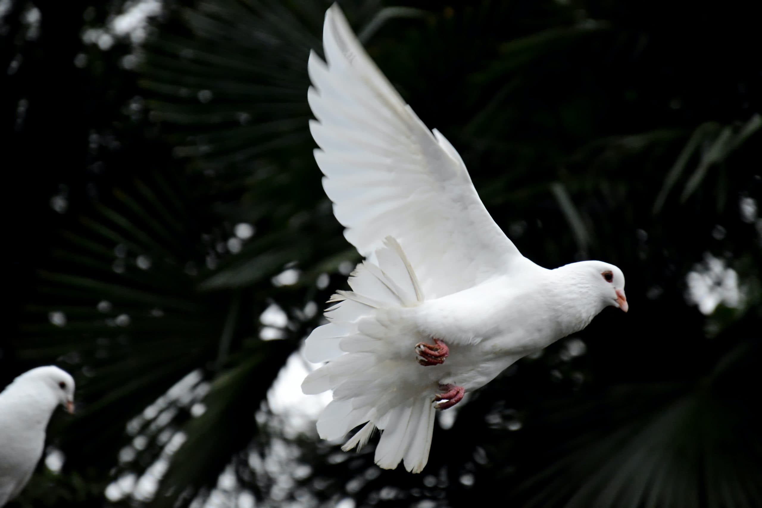 Conto infantil: Uma história de paz